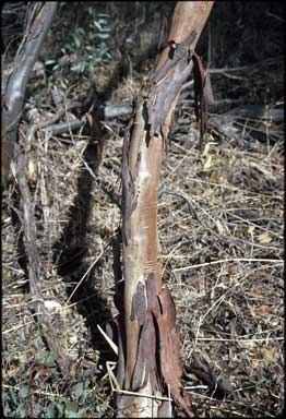 APII jpeg image of Eucalyptus calycogona subsp. spaffordii  © contact APII