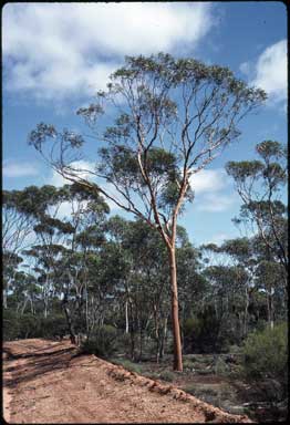 APII jpeg image of Eucalyptus eremophila  © contact APII