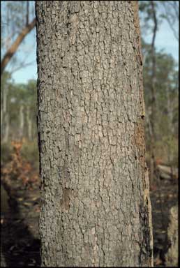 APII jpeg image of Corymbia nesophila  © contact APII