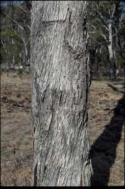 APII jpeg image of Eucalyptus nova-anglica  © contact APII