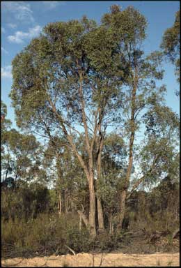 APII jpeg image of Eucalyptus panda  © contact APII