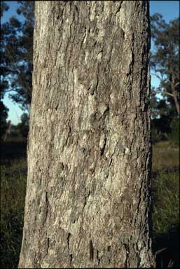 APII jpeg image of Eucalyptus populnea  © contact APII