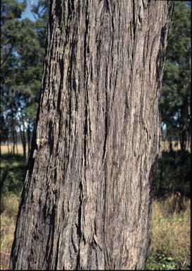 APII jpeg image of Eucalyptus tindaliae  © contact APII