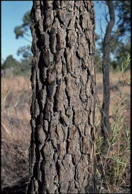 APII jpeg image of Corymbia setosa  © contact APII