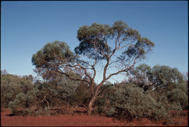 APII jpeg image of Eucalyptus eremicola subsp. peeneri  © contact APII