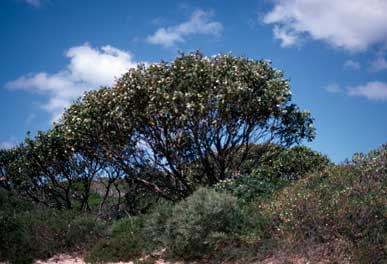 APII jpeg image of Eucalyptus angulosa  © contact APII