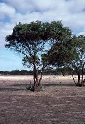 APII jpeg image of Eucalyptus behriana  © contact APII