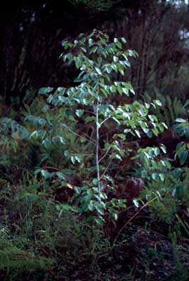 APII jpeg image of Eucalyptus brevistylis  © contact APII