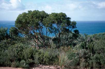 APII jpeg image of Eucalyptus burdettiana  © contact APII