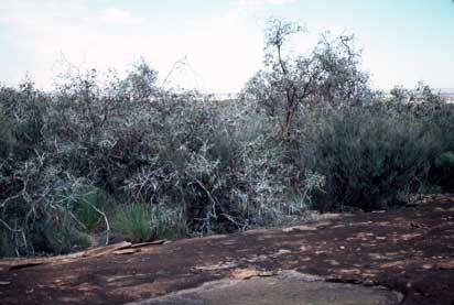 APII jpeg image of Eucalyptus caesia subsp. magna  © contact APII