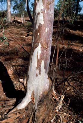 APII jpeg image of Eucalyptus camaldulensis var. obtusa  © contact APII