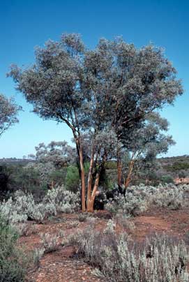 APII jpeg image of Eucalyptus campaspe  © contact APII