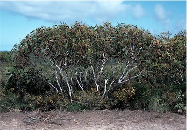 APII jpeg image of Eucalyptus cooperiana  © contact APII