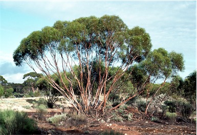 APII jpeg image of Eucalyptus cylindrocarpa  © contact APII