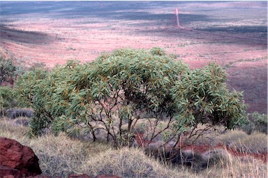 APII jpeg image of Eucalyptus ewartiana  © contact APII