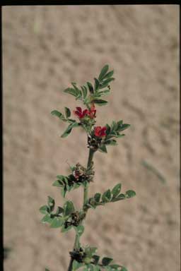 APII jpeg image of Indigofera linnaei  © contact APII