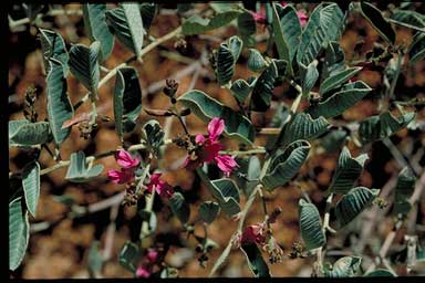 APII jpeg image of Indigofera monophylla  © contact APII