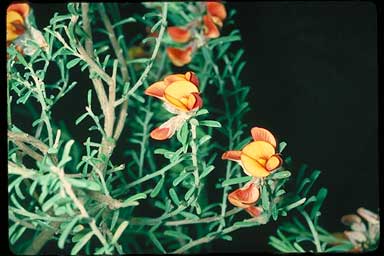 APII jpeg image of Pultenaea largiflorens  © contact APII