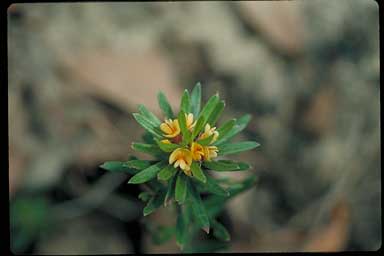 APII jpeg image of Pultenaea millarii var. millarii  © contact APII