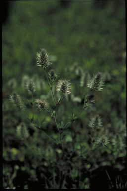 APII jpeg image of Trifolium arvense  © contact APII