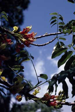 APII jpeg image of Castanospermum australe  © contact APII