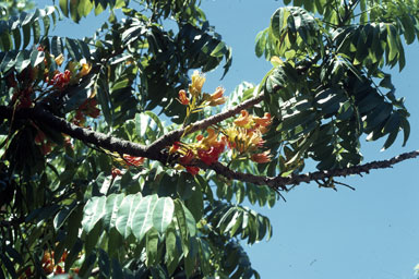 APII jpeg image of Castanospermum australe  © contact APII