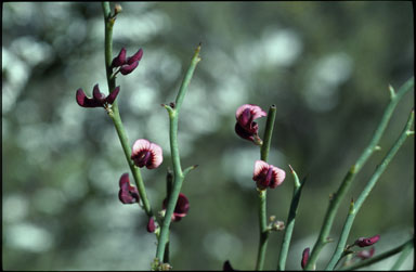 APII jpeg image of Daviesia brevifolia  © contact APII