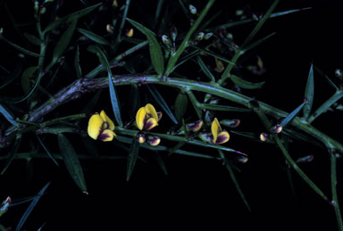 APII jpeg image of Daviesia ulicifolia  © contact APII