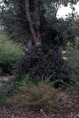 APII jpeg image of Hardenbergia violacea 'Happy Wanderer'  © contact APII