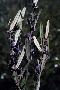 APII jpeg image of Hovea tholiformis  © contact APII