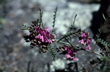 APII jpeg image of Indigofera adesmiifolia  © contact APII