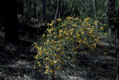 APII jpeg image of Jacksonia scoparia  © contact APII