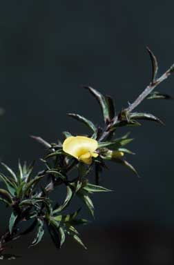 APII jpeg image of Pultenaea villifera var. villifera  © contact APII