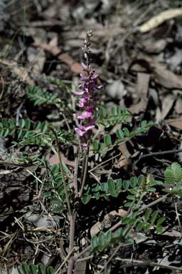 APII jpeg image of Indigofera pratensis  © contact APII