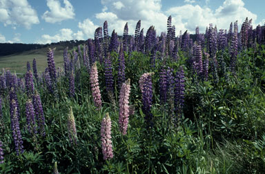 APII jpeg image of Lupinus polyphyllus  © contact APII