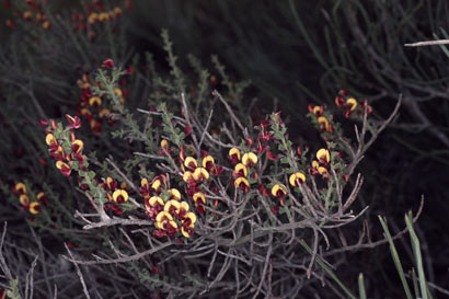 APII jpeg image of Daviesia dielsii  © contact APII