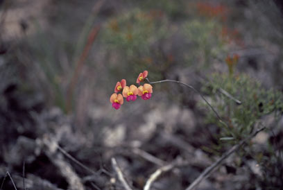 APII jpeg image of Chorizema glycinifolium  © contact APII