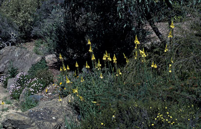 APII jpeg image of Bulbine glauca  © contact APII