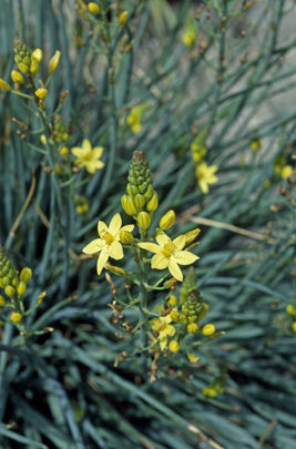 APII jpeg image of Bulbine glauca  © contact APII