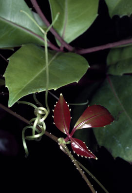 APII jpeg image of Tetrastigma nitens  © contact APII