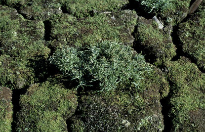 APII jpeg image of Gnaphalium polycaulon  © contact APII