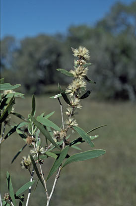 APII jpeg image of Melaleuca alsophila  © contact APII