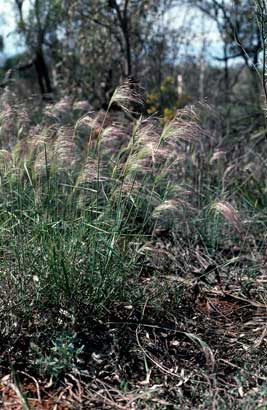 APII jpeg image of Austrostipa nodosa  © contact APII