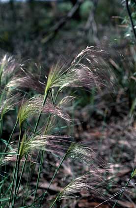 APII jpeg image of Austrostipa nodosa  © contact APII