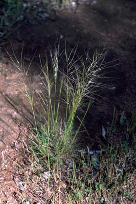 APII jpeg image of Austrostipa scabra subsp. falcata  © contact APII