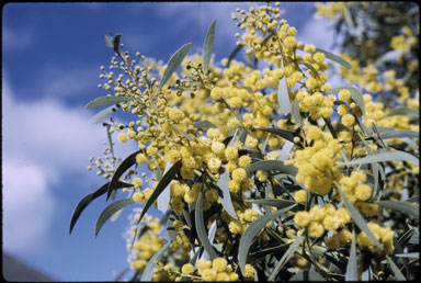 APII jpeg image of Acacia pycnantha  © contact APII