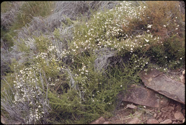 APII jpeg image of Prostanthera spinosa  © contact APII