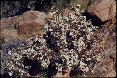 APII jpeg image of Calytrix tetragona  © contact APII