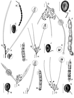 APII jpeg image of Acacia pachyacra,<br/>Acacia dietrichiana,<br/>Acacia subrigida,<br/>Acacia murrayana,<br/>Acacia praelongata  © contact APII