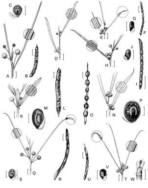 APII jpeg image of Acacia heteroclita subsp. heteroclita,<br/>Acacia triptycha,<br/>Acacia trinalis,<br/>Acacia heteroclita subsp. valida,<br/>Acacia obtecta,<br/>Acacia aulacophylla,<br/>Acacia longispinea,<br/>Acacia assimilis subsp. assimilis,<br/>Acacia assimilis subsp. atroviridis  © contact APII